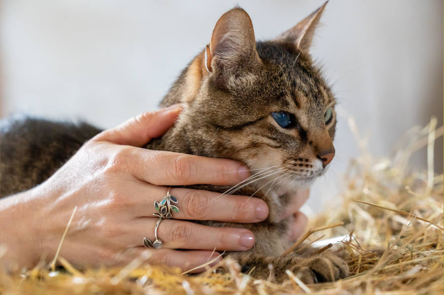 Tierkommunikation Katzen