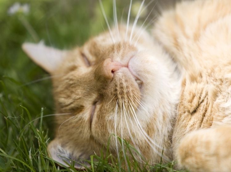 wise-souls-of-animals-geistiges-heilen-tiere